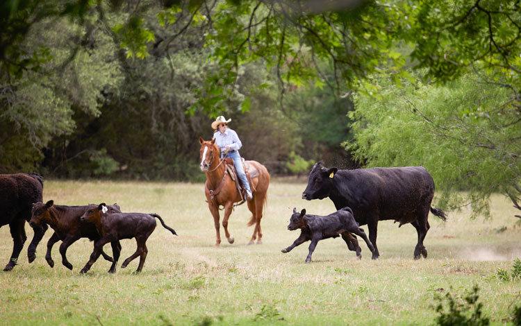 A cowgirl on her horse is herding cattle in a field.